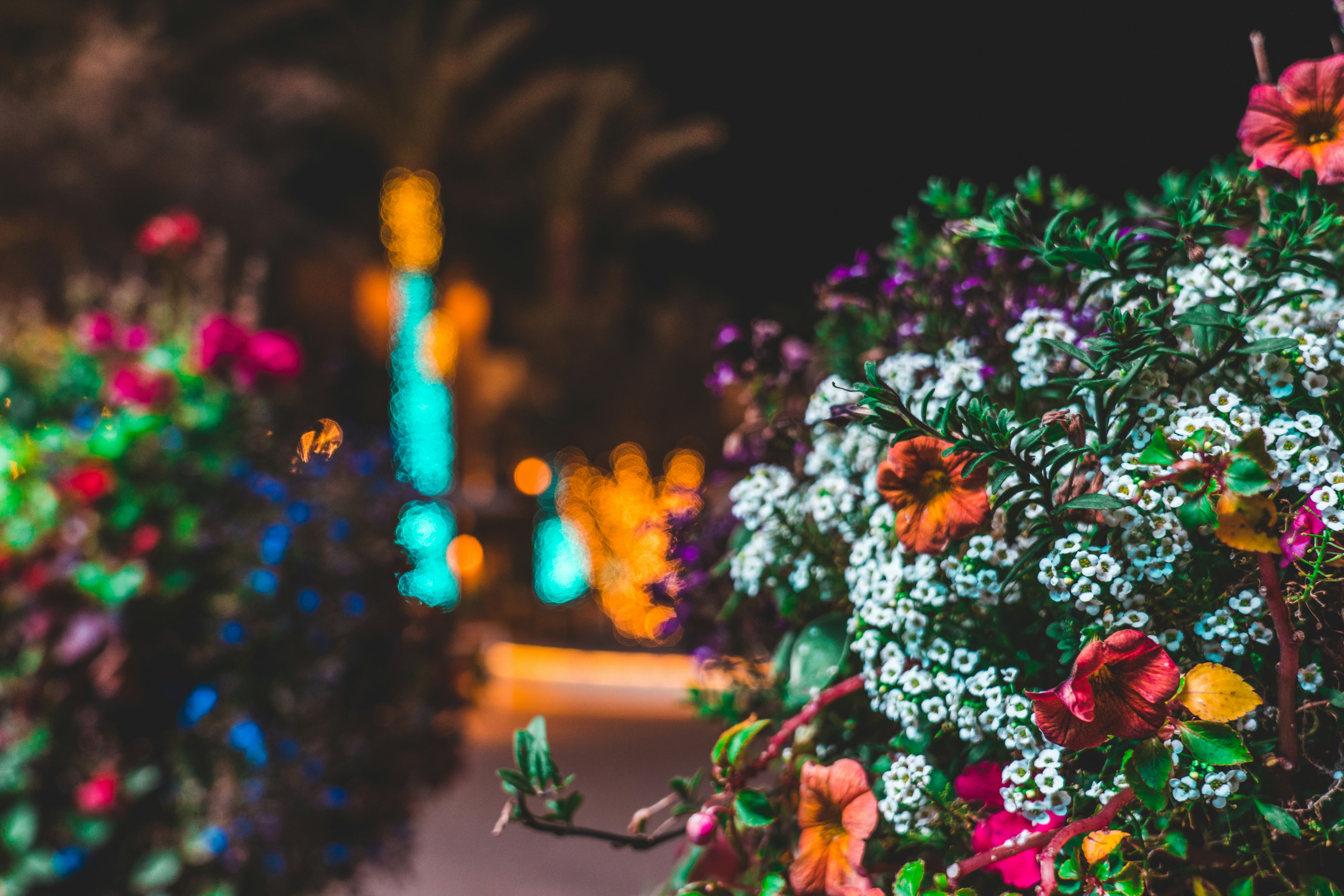 pink and yellow flowers with green leaves